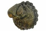 Wide Enrolled Morocops Trilobite - Morocco #296620-1